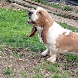 Clyde - Basset Hound