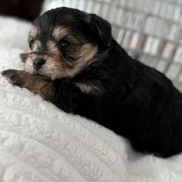 Kringle tiny toy - Tri-color male Yorkipoo puppy in Fredericktown, Missouri from Doodle Pups Fur-Ever