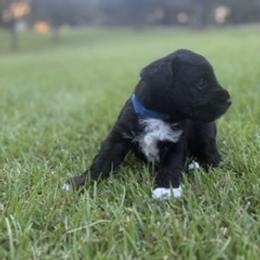 Miniature Schnauzer Puppies from Rebecca LeBoeuf