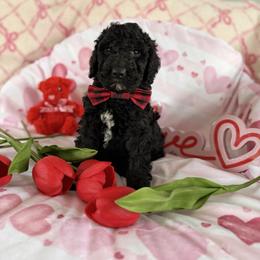 Water - Black male Poodle puppy in St. Johnsbury, Vermont from Poodles of the Northern Woods