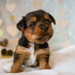 Yorkshire Terrier Puppies from Sharon Gellerman's Yorkshire Terriers