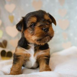 Yorkshire Terrier Puppies from Sharon Gellerman's Yorkshire Terriers