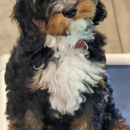 Assorted Doodle Crosses, Australian Labradoodles, Bernedoodles, and Sheepadoodles from Lookingglass Doodles