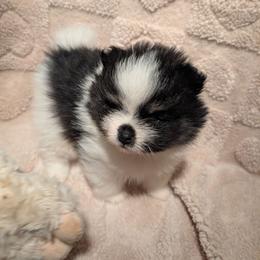 Buster - Black parti male Pomeranian puppy in Syracuse, New York from Precious Fancy Feet Pomeranians