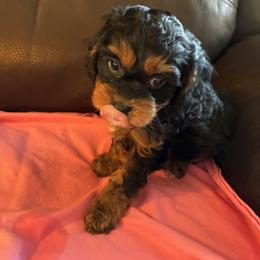 Jade - Black and tan female Cavapoo puppy in Burke, New York from Patti’s Puppies