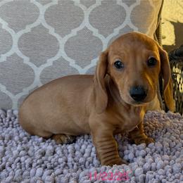 Ruby - Red female Dachshund puppy in Joshua Tree, California from Desert Dreams Ranch