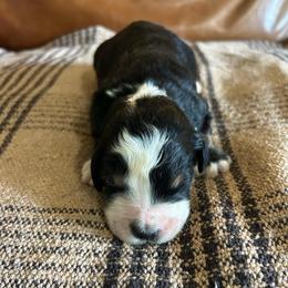 Jax - Tri-color male Bernedoodle puppy in Arabi, Georgia from Huckadoodle Farm