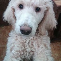 Poodles from Mofasa's Kingdom Poodles