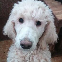 Poodles from Mofasa's Kingdom Poodles