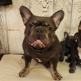 Angelo - French Bulldog