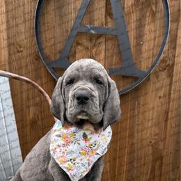 Victoria - Blue female Great Dane puppy in Granbury, Texas from Anderson Blau’s Great Danes