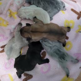 French Bulldog Puppies from Absolute Frenchie's