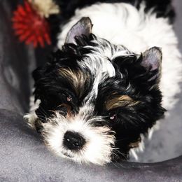 French Bulldogs and Yorkshire Terriers from M&M Yorkshire Terriers