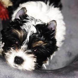 French Bulldogs and Yorkshire Terriers from M&M Yorkshire Terriers