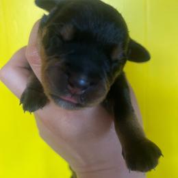 Navy blue - Black and rust male Rottweiler puppy in Mancelona, Michigan from Nicolle Stone