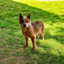 River - Australian Cattle Dog
