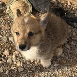 Boy 3 - Red male Pembroke Welsh Corgi puppy in Moulton, Alabama from Reed's Pembroke Corgi Welsh