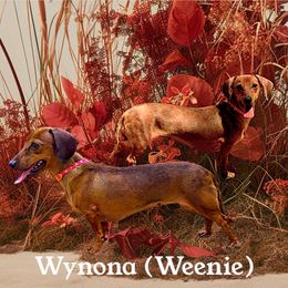 Wynona - Dachshund