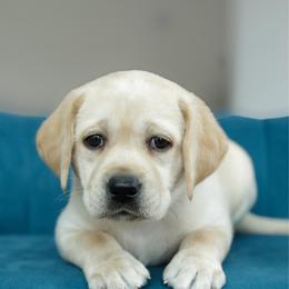 Glory - Yellow female Labrador Retriever puppy in Allons, Tennessee from UC Labradors LLC