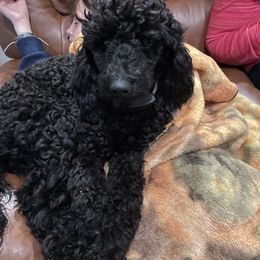 Poodle Puppies from Clementi Pearl Goldens and Poodles