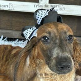 Custard - Dachshund