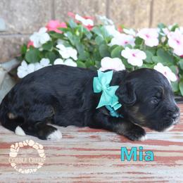 Mia - Phantom female Bernedoodle puppy in Heyworth, Illinois from Cobble Creek Puppies