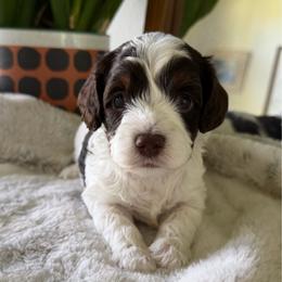Orange Boy - Brown and white male Cockapoo puppy in Fort Gibson, Oklahoma from Waggle Doodles