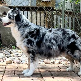 Rumor - Australian Shepherd