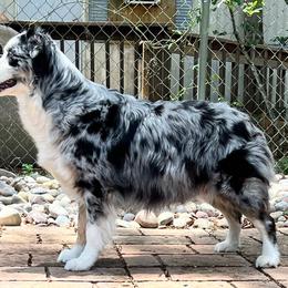 Rumor - Australian Shepherd