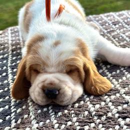 Orange boy - Red and white male Basset Hound puppy in Conway, Missouri from Ozark Mountain Kennel