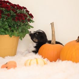 Sleepy - Black tri-color female Australian Shepherd puppy in Quincy, Massachusetts from William's Aussies
