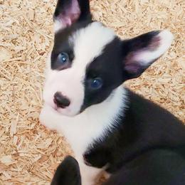 Mickey - Black and white male Cardigan Welsh Corgi puppy in Myton, Utah from Cardigan Corgi Cuties 💓