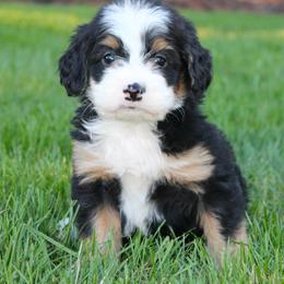Bernedoodle, Cavapoo, and Pomsky Puppies from Cuddle Paws