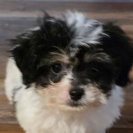 Banjo - Black and white male Companion Cross puppy in Grand Saline, Texas from Oldfield Outdoors