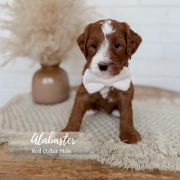 Alabaster - Red  male Goldendoodle puppy in Roanoke Rapids, North Carolina from Sweeter than Honey Doodles