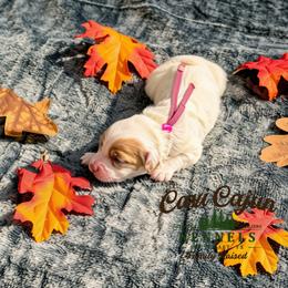 Pink- Cinnamon - female Cavapoochon puppy in Kountze, Texas from CaviCajun Kennels