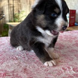Purple - Black tri-color female Australian Shepherd puppy in Fontana, California from J.O Family Aussies