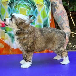 Girl 1 - Chinese Crested puppy in Benicia, California from Fairwinds
