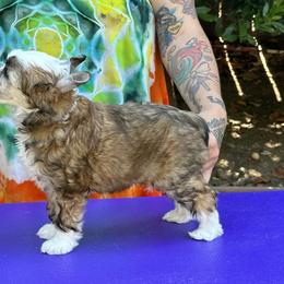 Girl 1 - Chinese Crested puppy in Benicia, California from Fairwinds