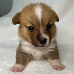 Remi - Red female Pembroke Welsh Corgi puppy in Ocala, Florida from Osborne Corgis