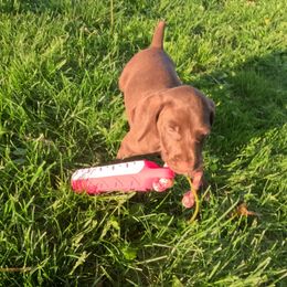 D9 - Liver male German Shorthaired Pointer puppy in Mechanicsville, Iowa from Apple River Working Dogs