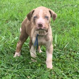 Boy 5 - Red merle male Catahoula Leopard Dog puppy in Gadsden, Alabama from Rich Cat’s