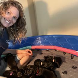 Assorted Doodle Crosses Puppies from Corona Golden Mountain Doodles