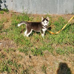 Siberian Husky Puppies from Haskins Huskies