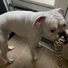 Eli - Boxer
