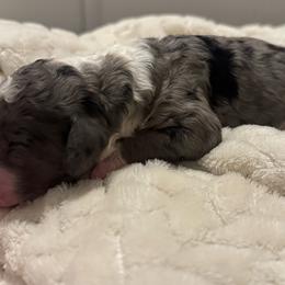 Honey - female Australian Mountain Doodle puppy in Sherrills Ford, North Carolina from Magnolia Grove Farms