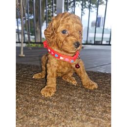 Sienna - Red  female Poodle puppy in Queens, New York from Pawfect Soul Puppies