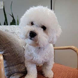 Silo - Bichon Frise