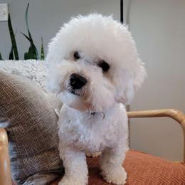 Silo - Bichon Frise