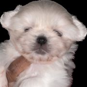Cavalier King Charles Spaniels and Tibetan Spaniels from Kabaret Cavaliers & Tibetan Spaniels